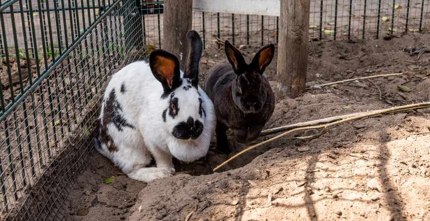 Een zwart-wit en een zwart konijn in een hok