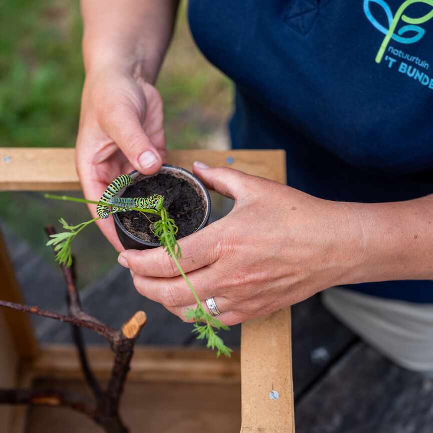 Twee flinke rupsen op klein cosmea-plantje