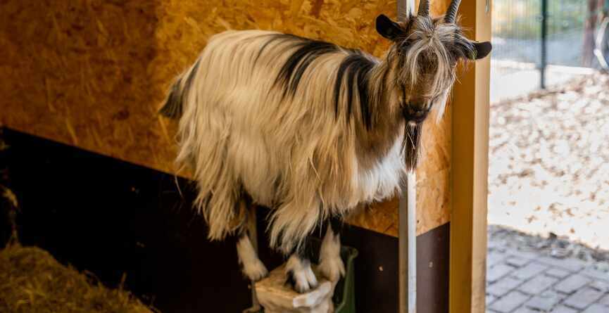 Langharige geit staat op een paaltje