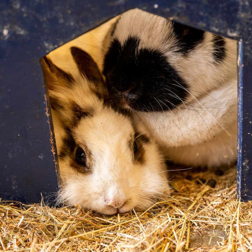 Twee konijnensnuitjes