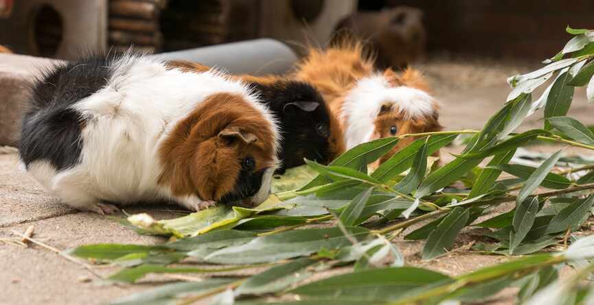 Cavia's eten groene blaadjes