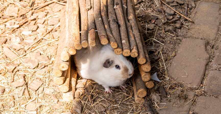 Cavia schuilt onder een tunneltje van takken